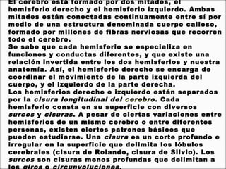 El cerebro está formado por dos mitades, el
hemisferio derecho y el hemisferio izquierdo. Ambas
mitades están conectadas continuamente entre sí por
medio de una estructura denominada cuerpo calloso,
formado por millones de fibras nerviosas que recorren
todo el cerebro.
Se sabe que cada hemisferio se especializa en
funciones y conductas diferentes, y que existe una
relación invertida entre los dos hemisferios y nuestra
anatomía. Así, el hemisferio derecho se encarga de
coordinar el movimiento de la parte izquierda del
cuerpo, y el izquierdo de la parte derecha.
Los hemisferios derecho e izquierdo están separados
por la cisura longitudinal del cerebro . Cada
hemisferio consta en su superficie con diversos
surcos y cisuras . A pesar de ciertas variaciones entre
hemisferios de un mismo cerebro o entre diferentes
personas, existen ciertos patrones básicos que
pueden estudiarse. Una cisura es un corte profundo e
irregular en la superficie que delimita los lóbulos
cerebrales (cisura de Rolando, cisura de Silvio). Los
surcos son cisuras menos profundas que delimitan a
 