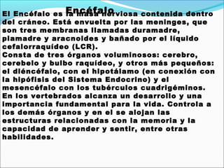 El Encéfalo es Encéfalo
                la masa nerviosa contenida dentro
del cráneo. Está envuelta por las meninges, que
son tres membranas llamadas duramadre,
piamadre y aracnoides y bañado por el líquido
cefalorraquídeo (LCR).
Consta de tres órganos voluminosos: cerebro,
cerebelo y bulbo raquídeo, y otros más pequeños:
el diéncéfalo, con el hipotálamo (en conexión con
la hipófisis del Sistema Endocrino) y el
mesencéfalo con los tubérculos cuadrigéminos.
En los vertebrados alcanza un desarrollo y una
importancia fundamental para la vida. Controla a
los demás órganos y en el se alojan las
estructuras relacionadas con la memoria y la
capacidad de aprender y sentir, entre otras
habilidades.
 