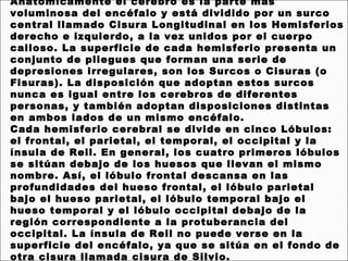 Anatómicamente el cerebro es la parte más
voluminosa del encéfalo y está dividido por un surco
central llamado Cisura Longitudinal en los Hemisferios
derecho e izquierdo, a la vez unidos por el cuerpo
calloso. La superficie de cada hemisferio presenta un
conjunto de pliegues que forman una serie de
depresiones irregulares, son los Surcos o Cisuras (o
Fisuras). La disposición que adoptan estos surcos
nunca es igual entre los cerebros de diferentes
personas, y también adoptan disposiciones distintas
en ambos lados de un mismo encéfalo.
Cada hemisferio cerebral se divide en cinco Lóbulos:
el frontal, el parietal, el temporal, el occipital y la
ínsula de Reil. En general, los cuatro primeros lóbulos
se sitúan debajo de los huesos que llevan el mismo
nombre. Así, el lóbulo frontal descansa en las
profundidades del hueso frontal, el lóbulo parietal
bajo el hueso parietal, el lóbulo temporal bajo el
hueso temporal y el lóbulo occipital debajo de la
región correspondiente a la protuberancia del
occipital. La ínsula de Reil no puede verse en la
superficie del encéfalo, ya que se sitúa en el fondo de
otra cisura llamada cisura de Silvio.
 