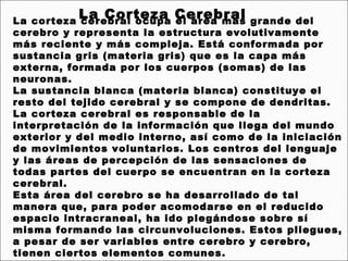 La Corteza Cerebral
La corteza cerebral ocupa el área más grande del
cerebro y representa la estructura evolutivamente
más reciente y más compleja. Está conformada por
sustancia gris (materia gris) que es la capa más
externa, formada por los cuerpos (somas) de las
neuronas.
La sustancia blanca (materia blanca) constituye el
resto del tejido cerebral y se compone de dendritas.
La corteza cerebral es responsable de la
interpretación de la información que llega del mundo
exterior y del medio interno, así como de la iniciación
de movimientos voluntarios. Los centros del lenguaje
y las áreas de percepción de las sensaciones de
todas partes del cuerpo se encuentran en la corteza
cerebral.
Esta área del cerebro se ha desarrollado de tal
manera que, para poder acomodarse en el reducido
espacio intracraneal, ha ido plegándose sobre sí
misma formando las circunvoluciones. Estos pliegues,
a pesar de ser variables entre cerebro y cerebro,
tienen ciertos elementos comunes.
 