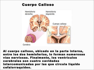 Cuerpo Calloso




Al cuerpo calloso, ubicado en la parte interna,
entre los dos hemisferios, lo forman numerosas
vías nerviosas. Finalmente, los ventrículos
cerebrales son cuatro cavidades
intercomunicadas por las que circula líquido
cefalorraquídeo.                    
 