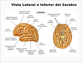Vista Lateral e Inferior del Cerebro
 
