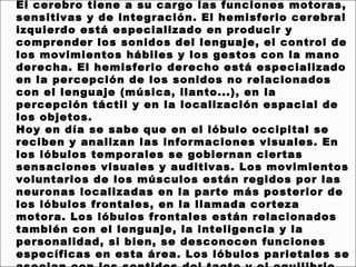 El cerebro tiene a su cargo las funciones motoras,
sensitivas y de integración. El hemisferio cerebral
izquierdo está especializado en producir y
comprender los sonidos del lenguaje, el control de
los movimientos hábiles y los gestos con la mano
derecha. El hemisferio derecho está especializado
en la percepción de los sonidos no relacionados
con el lenguaje (música, llanto...), en la
percepción táctil y en la localización espacial de
los objetos.
Hoy en día se sabe que en el lóbulo occipital se
reciben y analizan las informaciones visuales. En
los lóbulos temporales se gobiernan ciertas
sensaciones visuales y auditivas. Los movimientos
voluntarios de los músculos están regidos por las
neuronas localizadas en la parte más posterior de
los lóbulos frontales, en la llamada corteza
motora. Los lóbulos frontales están relacionados
también con el lenguaje, la inteligencia y la
personalidad, si bien, se desconocen funciones
específicas en esta área. Los lóbulos parietales se
 