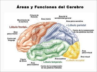 Áreas y Funciones del Cerebro
 