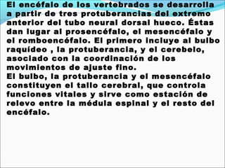El encéfalo de los vertebrados se desarrolla
a partir de tres protuberancias del extremo
anterior del tubo neural dorsal hueco. Éstas
dan lugar al prosencéfalo, el mesencéfalo y
el romboencéfalo. El primero incluye al bulbo
raquídeo , la protuberancia, y el cerebelo,
asociado con la coordinación de los
movimientos de ajuste fino.
El bulbo, la protuberancia y el mesencéfalo
constituyen el tallo cerebral, que controla
funciones vitales y sirve como estación de
relevo entre la médula espinal y el resto del
encéfalo.
 