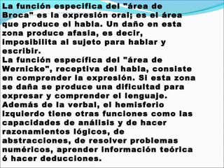 La función especifica del "área de
Broca" es la expresión oral; es el área
que produce el habla. Un daño en esta
zona produce afasia, es decir,
imposibilita al sujeto para hablar y
escribir.
La función específica del "área de
Wernicke", receptiva del habla, consiste
en comprender la expresión. Si esta zona
se daña se produce una dificultad para
expresar y comprender el lenguaje.
Además de la verbal, el hemisferio
izquierdo tiene otras funciones como las
capacidades de análisis y de hacer
razonamientos lógicos, de
abstracciones, de resolver problemas
numéricos, aprender información teórica
ó hacer deducciones.
 