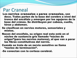 Par Craneal
 Los nervios craneales o pares craneales, son
  doce. Todos parten de la base del cerebro a nivel del
  tronco del encéfalo y emergen por los agujeros de la
  base del cráneo. Se distribuyen por cabeza, cuello,
  tórax y abdomen.
Se clasifican en nervios motores, sensoriales y
  mixtos.
Nacen del encéfalo, su origen real esta está en el
  núcleo de sustancia gris llamado “núcleo de
  origen”(para los nervios motores), al que van a parar
  las fibras constitutivas del nervio.
Cuando se trata de un nervio sensitivo se llama
  “núcleo de terminación”.
-Se conectan con la corteza cerebral.
 