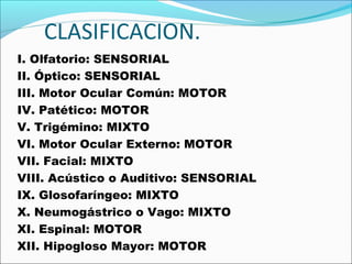 CLASIFICACION.
I. Olfatorio: SENSORIAL
II. Óptico: SENSORIAL
III. Motor Ocular Común: MOTOR
IV. Patético: MOTOR
V. Trigémino: MIXTO
VI. Motor Ocular Externo: MOTOR
VII. Facial: MIXTO
VIII. Acústico o Auditivo: SENSORIAL
IX. Glosofaríngeo: MIXTO
X. Neumogástrico o Vago: MIXTO
XI. Espinal: MOTOR
XII. Hipogloso Mayor: MOTOR
 