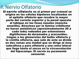 I. Nervio Olfatorio
El nervio olfatorio es el primer par craneal se
 origina en las células bipolares localizadas en
     el epitelio olfatorio que recubre la mayor
  parte del cornete superior y la pared opuesta
     al tabique en las fosas nasales (mancha
   amarilla). Atraviesa por la lámina cribiforme
  en haces amielinicos (aproximadamente 20 a
       cada lado) rodeados por extensiones
     digitiformes de duramadre y aracnoides.
   Llegan a los glomerulos del bulbo olfatorio y
  la cintilla olfatoria, que sale de este se divide
  en dos ramas una medial que se dirige al área
  subcallosa y para olfatoria y una rama lateral
  que llega hasta el uncus en la circunvolución
      del hipocampo. El nervio es puramente
                      sensorial.
 