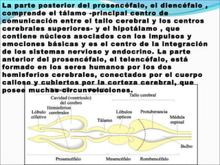 La parte posterior del prosencéfalo, el diencéfalo ,
comprende el tálamo -principal centro de
comunicación entre el tallo cerebral y los centros
cerebrales superiores- y el hipotálamo , que
contiene núcleos asociados con los impulsos y
emociones básicas y es el centro de la integración
de los sistemas nervioso y endocrino. La parte
anterior del prosencéfalo, el telencéfalo, está
formado en los seres humanos por los dos
hemisferios cerebrales, conectados por el cuerpo
calloso y cubiertos por la corteza cerebral, que
posee muchas circunvoluciones.
 
