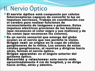 II. Nervio Óptico
El nervio óptico está compuesto por células
 fotorreceptoras capaces de convertir la luz en
 impulsos nerviosos. Trabaja en coordinación con
 el cerebro para realizar funciones de
 reconocimiento de imágenes o patrones. Estos
 impulsos eléctricos provienen de los bastones
 (que reconocen el color negro y sus matices) y de
 los conos (que reconocen los colores).
Es un nervio sensorial que emerge del globo
 ocular; es el nervio que nos permite la visión.
 Origen real: se origina en la capa de células
 ganglionares de la retina. Los axones de estas
 células ganglionares, al reunirse y dirigirse hacia
 atrás, forman el nervio óptico.
 Origen aparente: es el ángulo anterior del
 quiasma óptico.
 Recorrido y relaciones: este nervio mide
 aproximadamente 4 cm de longitud, y se dirige
 hacia arriba, atrás y adentro.
 