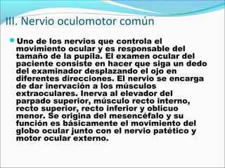 III. Nervio oculomotor común
Uno de los nervios que controla el
  movimiento ocular y es responsable del
  tamaño de la pupila. El examen ocular del
  paciente consiste en hacer que siga un dedo
  del examinador desplazando el ojo en
  diferentes direcciones. El nervio se encarga
  de dar inervación a los músculos
  extraoculares. Inerva al elevador del
  parpado superior, músculo recto interno,
  recto superior, recto inferior y oblicuo
  menor. Se origina del mesencéfalo y su
  función es básicamente el movimiento del
  globo ocular junto con el nervio patético y
  motor ocular externo.
 