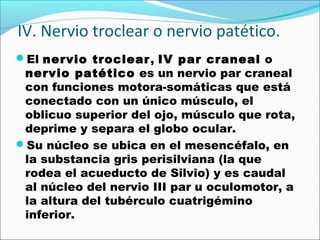 IV. Nervio troclear o nervio patético.
El nervio troclear, IV par craneal o
 nervio patético es un nervio par craneal
 con funciones motora-somáticas que está
 conectado con un único músculo, el
 oblicuo superior del ojo, músculo que rota,
 deprime y separa el globo ocular.
Su núcleo se ubica en el mesencéfalo, en
 la substancia gris perisilviana (la que
 rodea el acueducto de Silvio) y es caudal
 al núcleo del nervio III par u oculomotor, a
 la altura del tubérculo cuatrigémino
 inferior.
 