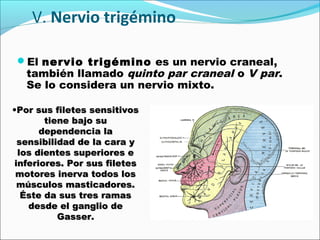 V. Nervio trigémino

 El nervio trigémino es un nervio craneal,
   también llamado quinto par craneal o V par.
   Se lo considera un nervio mixto.

•Por sus filetes sensitivos
       tiene bajo su
      dependencia la
 sensibilidad de la cara y
 los dientes superiores e
inferiores. Por sus filetes
 motores inerva todos los
 músculos masticadores.
  Éste da sus tres ramas
   desde el ganglio de
          Gasser.
 