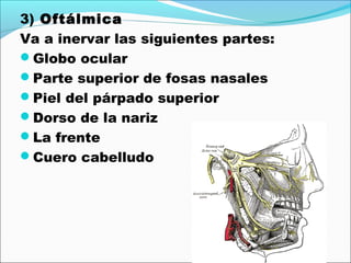 3) Oftálmica
Va a inervar las siguientes partes:
Globo ocular
Parte superior de fosas nasales
Piel del párpado superior
Dorso de la nariz
La frente
Cuero cabelludo
 