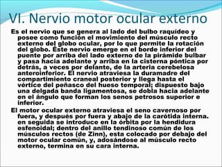 VI. Nervio motor ocular externo
Es el nervio que se genera al lado del bulbo raquídeo y
  posee como función el movimiento del músculo recto
  externo del globo ocular, por lo que permite la rotación
  del globo. Éste nervio emerge en el borde inferior del
  puente por arriba del lado externo de la pirámide bulbar
  y pasa hacia adelante y arriba en la cisterna póntica por
  detrás, a veces por delante, de la arteria cerebelosa
  anteroinferior. El nervio atraviesa la duramadre del
  compartimiento craneal posterior y llega hasta el
  vértice del peñasco del hueso temporal; dispuesto bajo
  una delgada banda ligamentosa, se dobla hacia adelante
  en el ángulo que forman los senos petrosos superior e
  inferior.
El motor ocular externo atraviesa el seno cavernoso por
  fuera, y después por fuera y abajo de la carótida interna.
  en seguida se introduce en la órbita por la hendidura
  esfenoidal; dentro del anillo tendinoso común de los
  músculos rectos (de Zinn), esta colocado por debajo del
  motor ocular común, y, adosándose al músculo recto
  externo, termina en su cara interna.
 