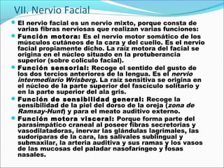 VII. Nervio Facial
 El nervio facial es un nervio mixto, porque consta de
  varias fibras nerviosas que realizan varias funciones:
 Función motora: Es el nervio motor somático de los
  músculos cutáneos de la cara y del cuello. Es el nervio
  facial propiamente dicho. La raíz motora del facial se
  origina en el núcleo situado en la protuberancia
  superior (sobre coliculo facial).
 Función sensorial: Recoge el sentido del gusto de
  los dos tercios anteriores de la lengua. Es el nervio
  intermediario Wrisberg. La raíz sensitiva se origina en
  el núcleo de la parte superior del fascículo solitario y
  en la parte superior del ala gris.
 Función de sensibilidad general: Recoge la
  sensibilidad de la piel del dorso de la oreja (zona de
  Ramsay-Hunt) y para el meato auditivo externo.
 Función motora visceral: Porque forma parte del
  parasimpático craneal al poseer fibras secretorias y
  vasodilatadoras, inervar las glándulas lagrimales, las
  sudoríparas de la cara, las salivales sublingual y
  submaxilar, la arteria auditiva y sus ramas y los vasos
  de las mucosas del paladar nasofaríngeo y fosas
  nasales.
 