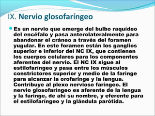 IX. Nervio glosofaríngeo
Es un nervio que emerge del bulbo raquídeo
 del encéfalo y pasa anterolateralmente para
 abandonar el cráneo a través del foramen
 yugular. En este foramen están los ganglios
 superior e inferior del NC IX, que contienen
 los cuerpos celulares para los componentes
 aferentes del nervio. El NC IX sigue al
 estilofaríngeo y pasa entre los músculos
 constrictores superior y medio de la faringe
 para alcanzar la orofaringe y la lengua.
 Contribuye al plexo nervioso faríngeo. El
 nervio glosofaríngeo es aferente de la lengua
 y la faringe, de ahí su nombre, y eferente para
 el estilofaríngeo y la glándula parótida.
 