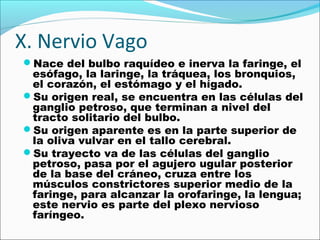 X. Nervio Vago
Nace del bulbo raquídeo e inerva la faringe, el
 esófago, la laringe, la tráquea, los bronquios,
 el corazón, el estómago y el hígado.
Su origen real, se encuentra en las células del
 ganglio petroso, que terminan a nivel del
 tracto solitario del bulbo.
Su origen aparente es en la parte superior de
 la oliva vulvar en el tallo cerebral.
Su trayecto va de las células del ganglio
 petroso, pasa por el agujero ugular posterior
 de la base del cráneo, cruza entre los
 músculos constrictores superior medio de la
 faringe, para alcanzar la orofaringe, la lengua;
 este nervio es parte del plexo nervioso
 faríngeo.
 