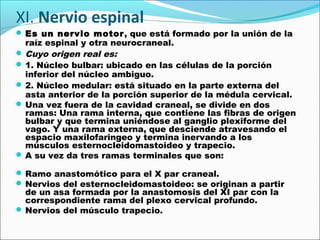 XI. Nervio espinal
 Es un nervio motor, que está formado por la unión de la
  raíz espinal y otra neurocraneal.
 Cuyo origen real es:
 1. Núcleo bulbar: ubicado en las células de la porción
  inferior del núcleo ambiguo.
 2. Núcleo medular: está situado en la parte externa del
  asta anterior de la porción superior de la médula cervical.
 Una vez fuera de la cavidad craneal, se divide en dos
  ramas: Una rama interna, que contiene las fibras de origen
  bulbar y que termina uniéndose al ganglio plexiforme del
  vago. Y una rama externa, que desciende atravesando el
  espacio maxilofaringeo y termina inervando a los
  músculos esternocleidomastoideo y trapecio.
 A su vez da tres ramas terminales que son:

 Ramo anastomótico para el X par craneal.
 Nervios del esternocleidomastoideo: se originan a partir
  de un asa formada por la anastomosis del XI par con la
  correspondiente rama del plexo cervical profundo.
 Nervios del músculo trapecio.
 