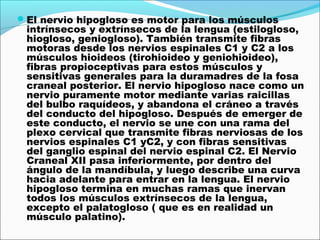 El nervio hipogloso es motor para los músculos
 intrínsecos y extrínsecos de la lengua (estilogloso,
 hiogloso, geniogloso). También transmite fibras
 motoras desde los nervios espinales C1 y C2 a los
 músculos hioideos (tirohioideo y geniohioideo),
 fibras propioceptivas para estos músculos y
 sensitivas generales para la duramadres de la fosa
 craneal posterior. El nervio hipogloso nace como un
 nervio puramente motor mediante varias raicillas
 del bulbo raquídeos, y abandona el cráneo a través
 del conducto del hipogloso. Después de emerger de
 este conducto, el nervio se une con una rama del
 plexo cervical que transmite fibras nerviosas de los
 nervios espinales C1 yC2, y con fibras sensitivas
 del ganglio espinal del nervio espinal C2. El Nervio
 Craneal XII pasa inferiormente, por dentro del
 ángulo de la mandíbula, y luego describe una curva
 hacia adelante para entrar en la lengua. El nervio
 hipogloso termina en muchas ramas que inervan
 todos los músculos extrínsecos de la lengua,
 excepto el palatogloso ( que es en realidad un
 músculo palatino).
 