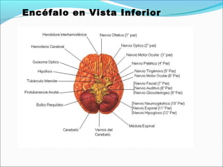 Encéfalo en Vista Inferior
 