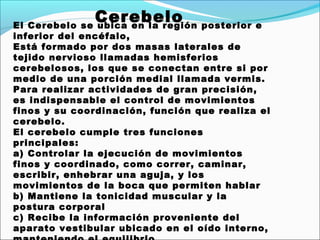 Cerebelo
El Cerebelo se ubica en la región posterior e
inferior del encéfalo,
Está formado por dos masas laterales de
tejido nervioso llamadas hemisferios
cerebelosos, los que se conectan entre si por
medio de una porción medial llamada vermis.
Para realizar actividades de gran precisión,
es indispensable el control de movimientos
finos y su coordinación, función que realiza el
cerebelo.
El cerebelo cumple tres funciones
principales:
a) Controlar la ejecución de movimientos
finos y coordinado, como correr, caminar,
escribir, enhebrar una aguja, y los
movimientos de la boca que permiten hablar
b) Mantiene la tonicidad muscular y la
postura corporal
c) Recibe la información proveniente del
aparato vestibular ubicado en el oído interno,
 