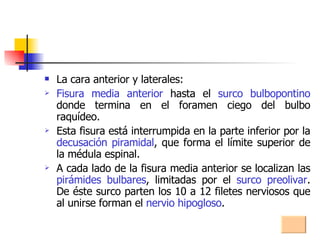 La cara anterior y laterales: Fisura media anterior  hasta el  surco bulbopontino  donde termina en el foramen ciego del bulbo raquídeo. Esta fisura está interrumpida en la parte inferior por la  decusación piramidal , que forma el límite superior de la médula espinal. A cada lado de la fisura media anterior se localizan las  pirámides bulbares , limitadas por el  surco preolivar . De éste surco parten los 10 a 12 filetes nerviosos que al unirse forman el  nervio hipogloso . 