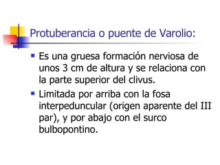 Protuberancia o puente de Varolio: Es una gruesa formación nerviosa de unos 3 cm de altura y se relaciona con la parte superior del clivus.  Limitada por arriba con la fosa interpeduncular (origen aparente del III par), y por abajo con el surco bulbopontino. 