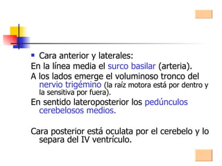 Cara anterior y laterales: En la línea media el  surco basilar  (arteria). A los lados emerge el voluminoso tronco del  nervio trigémino  (la raíz motora está por dentro y la sensitiva por fuera). En sentido lateroposterior los  pedúnculos cerebelosos medios. Cara posterior está oculata por el cerebelo y lo separa del IV ventrículo. 