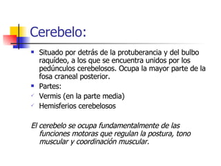 Cerebelo: Situado por detrás de la protuberancia y del bulbo raquídeo, a los que se encuentra unidos por los pedúnculos cerebelosos. Ocupa la mayor parte de la fosa craneal posterior. Partes: Vermis (en la parte media) Hemisferios cerebelosos El cerebelo se ocupa fundamentalmente de las funciones motoras que regulan la postura, tono muscular y coordinación muscular. 
