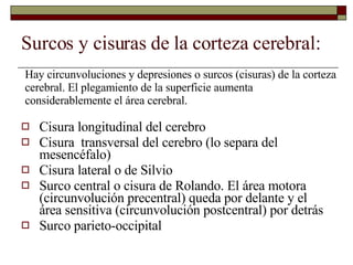 Surcos y cisuras de la corteza cerebral: Cisura longitudinal del cerebro Cisura  transversal del cerebro (lo separa del mesencéfalo) Cisura lateral o de Silvio Surco central o cisura de Rolando. El área motora (circunvolución precentral) queda por delante y el área sensitiva (circunvolución postcentral) por detrás Surco parieto-occipital Hay circunvoluciones y depresiones o surcos (cisuras) de la corteza cerebral. El plegamiento de la superficie aumenta considerablemente el área cerebral. 
