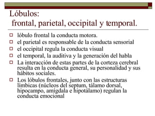 Lóbulos:   frontal, parietal, occipital y temporal.  lóbulo frontal la conducta motora. el parietal es responsable de la conducta sensorial el occipital regula la conducta visual el temporal, la auditiva y la generación del habla La interacción de estas partes de la corteza cerebral resulta en la conducta general, su personalidad y sus hábitos sociales.  Los lóbulos frontales, junto con las estructuras límbicas (núcleos del septum, tálamo dorsal, hipocampo, amígdala e hipotálamo) regulan la conducta emocional   