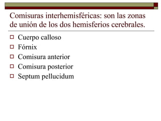 Comisuras interhemisféricas: son las zonas de unión de los dos hemisferios cerebrales. Cuerpo calloso Fórnix Comisura anterior Comisura posterior Septum pellucidum 