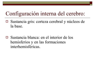Configuración interna del cerebro: Sustancia gris: corteza cerebral y núcleos de la base. Sustancia blanca: en el interior de los hemisferios y en las formaciones interhemisféricas. 
