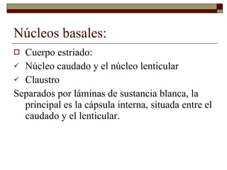 Núcleos basales: Cuerpo estriado:  Núcleo caudado y el núcleo lenticular Claustro Separados por láminas de sustancia blanca, la principal es la cápsula interna, situada entre el caudado y el lenticular. 