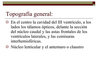 Topografía general: En el centro la cavidad del III ventrículo, a los lados los tálamos ópticos, delante la sección del núcleo caudal y las astas frontales de los ventrículos laterales, y las comisuras interhemisféricas. Núcleo lenticular y el antemuro o claustro 