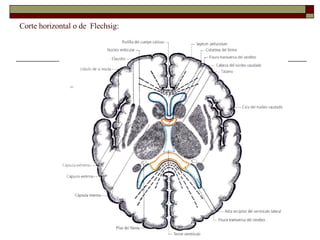 Corte horizontal o de  Flechsig: 