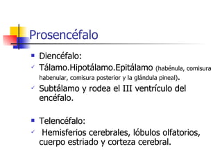 Prosencéfalo  Diencéfalo: Tálamo.Hipotálamo. Epitálamo  (habénula, comisura habenular, comisura posterior y la glándula pineal) . Subtálamo y rodea el III ventrículo del encéfalo. Telencéfalo: Hemisferios cerebrales, lóbulos olfatorios, cuerpo estriado y corteza cerebral.  