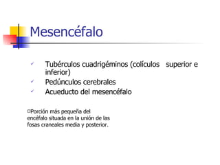 Mesencéfalo Tubérculos cuadrigéminos (colículos  superior e inferior) Pedúnculos cerebrales Acueducto del mesencéfalo Porción más pequeña del encéfalo situada en la unión de las fosas craneales media y posterior. 