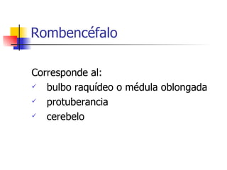 Rombencéfalo Corresponde al: bulbo raquídeo o médula oblongada protuberancia cerebelo 