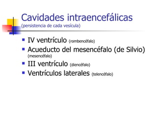 Cavidades intraencefálicas  (persistencia de cada vesícula) IV ventrículo  (rombencéfalo) Acueducto del mesencéfalo (de Silvio)  (mesencéfalo) III ventrículo  (diencéfalo) Ventrículos laterales  (telencéfalo) 