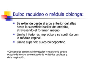 Bulbo raquídeo o médula oblonga: Se extiende desde el arco anterior del atlas hasta la superficie basilar del occipital, atravesando el foramen magno. Límite inferior es impreciso y se continúa con la médula espinal. Límite superior: surco bulbopontino. Contiene los centros cardiovascular y respiratorio que se ocupan del control automatizado de los latidos cardíacos y de la respiración. 