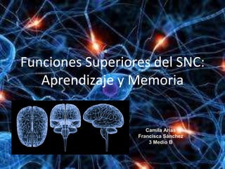 Funciones Superiores del SNC: 
Aprendizaje y Memoria 
Camila Arias 
Francisca Sánchez 
3 Medio B 
 