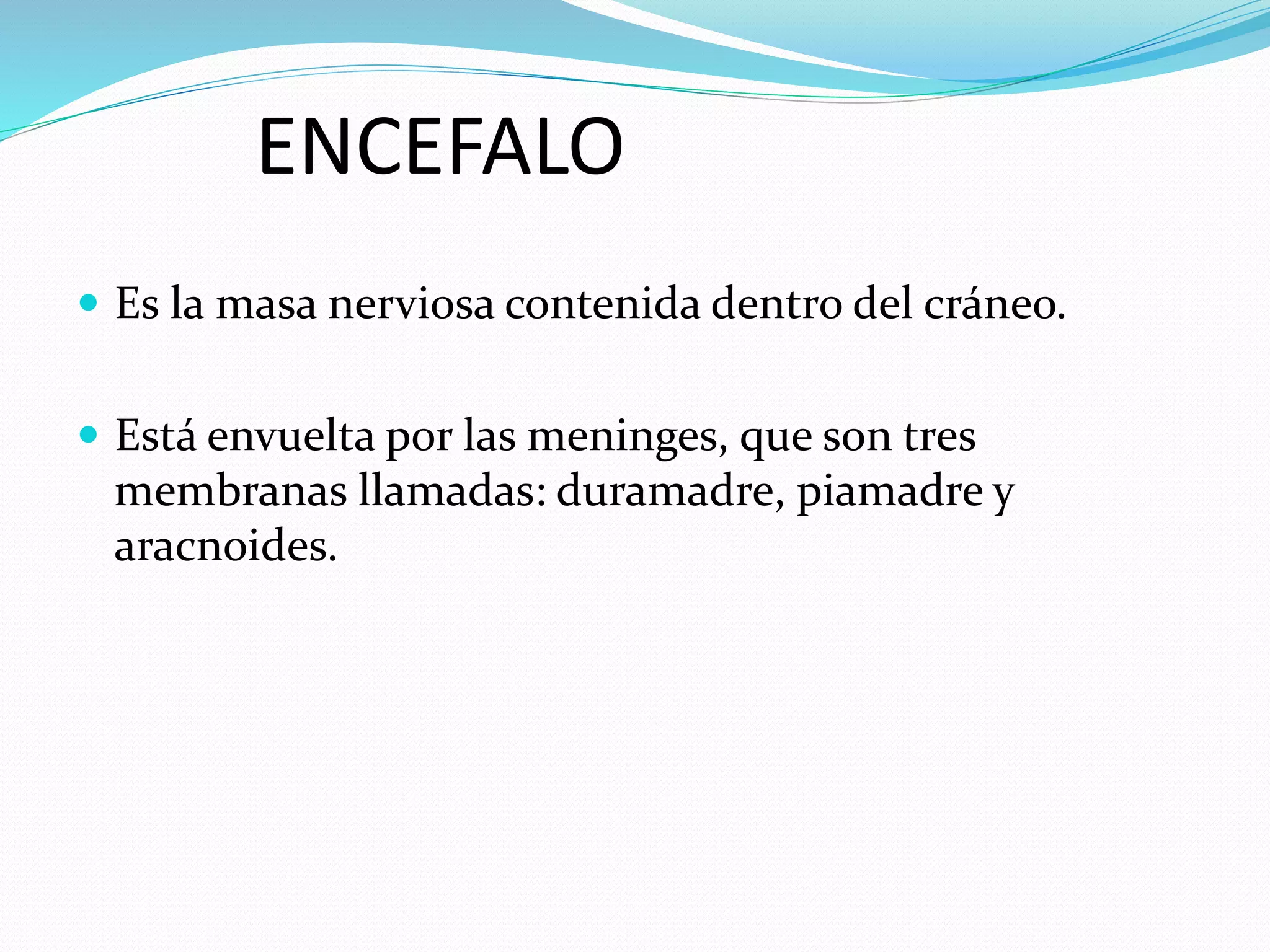ENCEFALO 
 Es la masa nerviosa contenida dentro del cráneo. 
 Está envuelta por las meninges, que son tres 
membranas llamadas: duramadre, piamadre y 
aracnoides. 
 