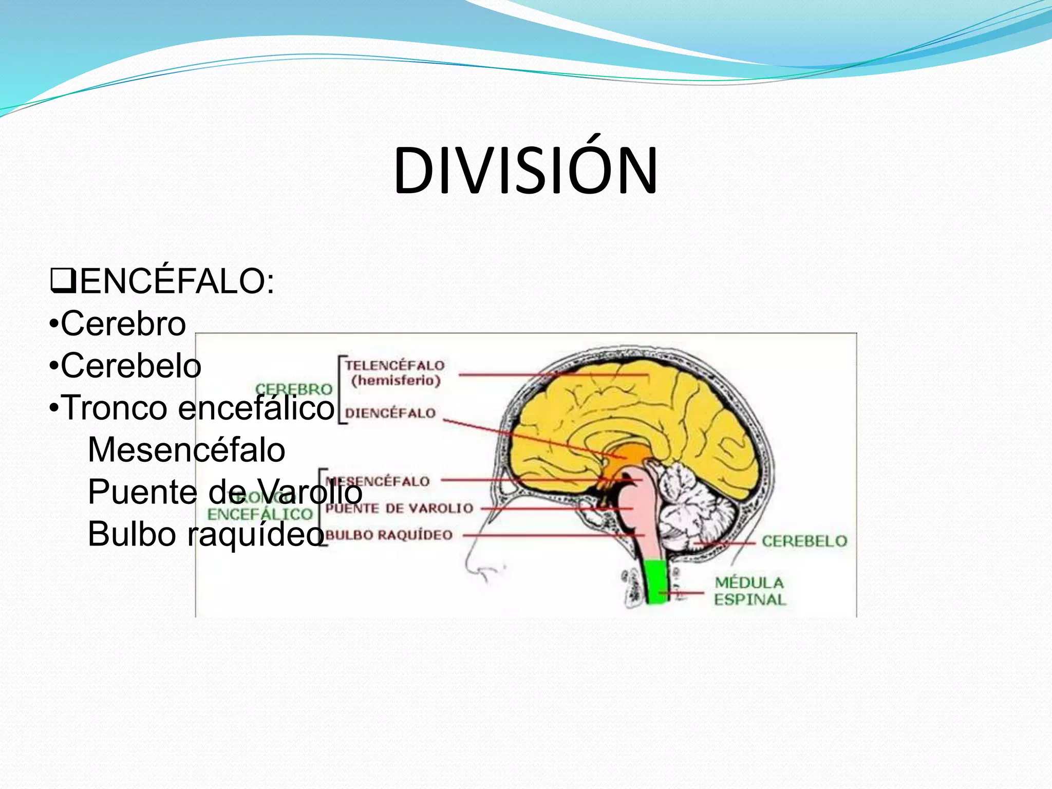 DIVISIÓN 
ENCÉFALO: 
•Cerebro 
•Cerebelo 
•Tronco encefálico 
Mesencéfalo 
Puente de Varolio 
Bulbo raquídeo 
 