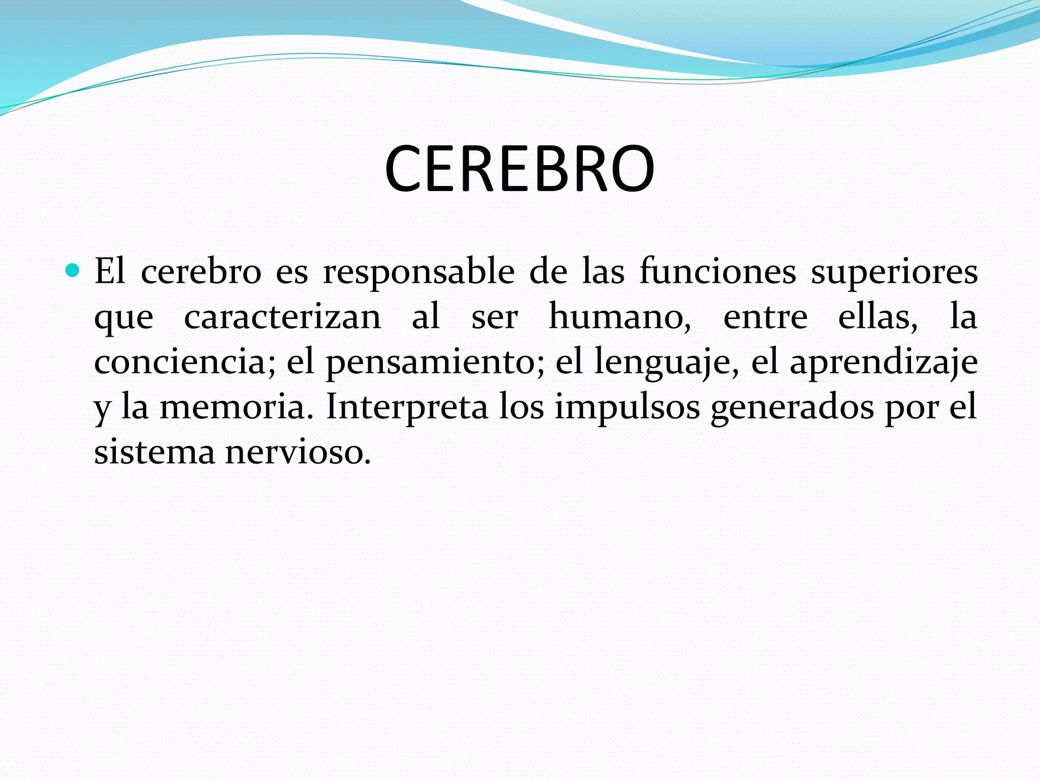 CEREBRO 
 El cerebro es responsable de las funciones superiores 
que caracterizan al ser humano, entre ellas, la 
conciencia; el pensamiento; el lenguaje, el aprendizaje 
y la memoria. Interpreta los impulsos generados por el 
sistema nervioso. 
 
