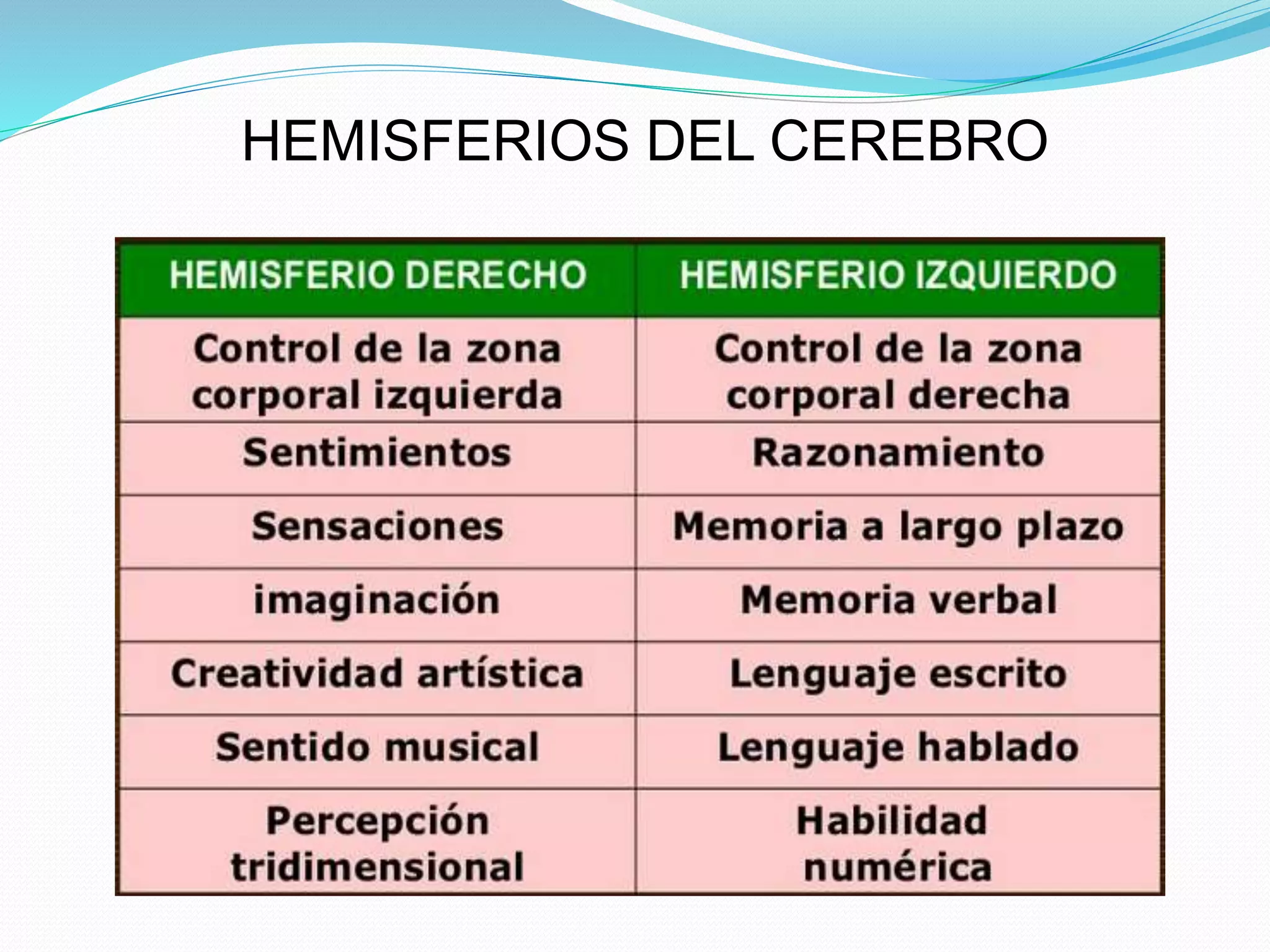 HEMISFERIOS DEL CEREBRO 
 