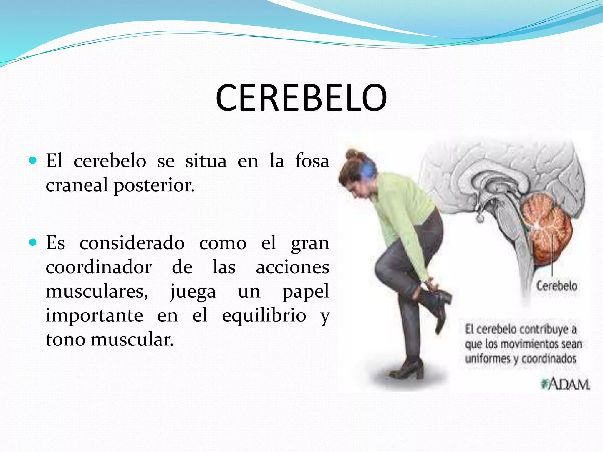 CEREBELO 
 El cerebelo se situa en la fosa 
craneal posterior. 
 Es considerado como el gran 
coordinador de las acciones 
musculares, juega un papel 
importante en el equilibrio y 
tono muscular. 
 