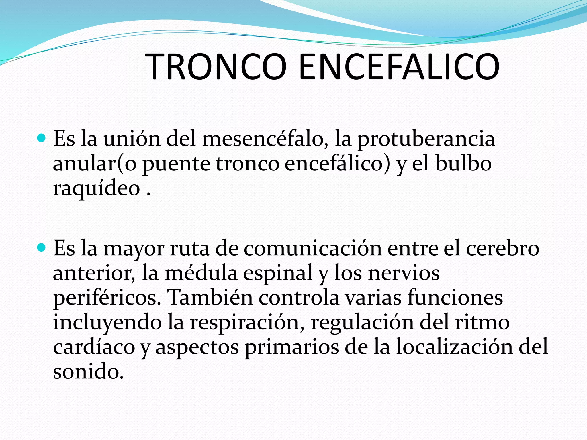 TRONCO ENCEFALICO 
 Es la unión del mesencéfalo, la protuberancia 
anular(o puente tronco encefálico) y el bulbo 
raquídeo . 
 Es la mayor ruta de comunicación entre el cerebro 
anterior, la médula espinal y los nervios 
periféricos. También controla varias funciones 
incluyendo la respiración, regulación del ritmo 
cardíaco y aspectos primarios de la localización del 
sonido. 
 